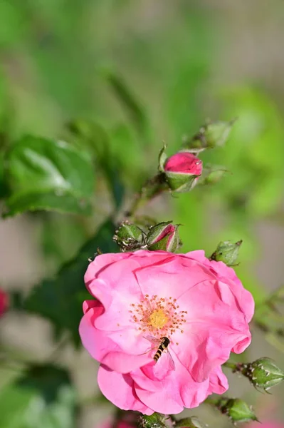 Close Abelha Sentado Flores Bonitas Rosa Crescendo Jardim — Fotografia de Stock