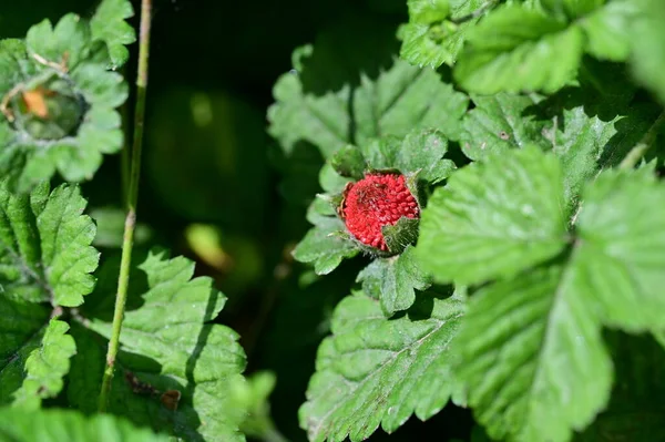 Stock image red plant growing in the garden 