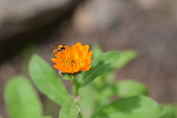 Бджола Сидить Помаранчевій Квітці Саду — стокове фото