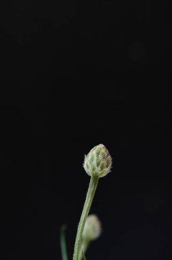 Güzel botanik fotoğrafı, doğal duvar kağıdı.
