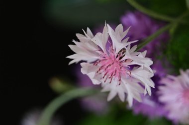 Güzel parlak çiçek, kapat