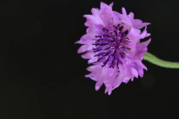 Güzel Parlak Çiçek Kapat — Stok fotoğraf