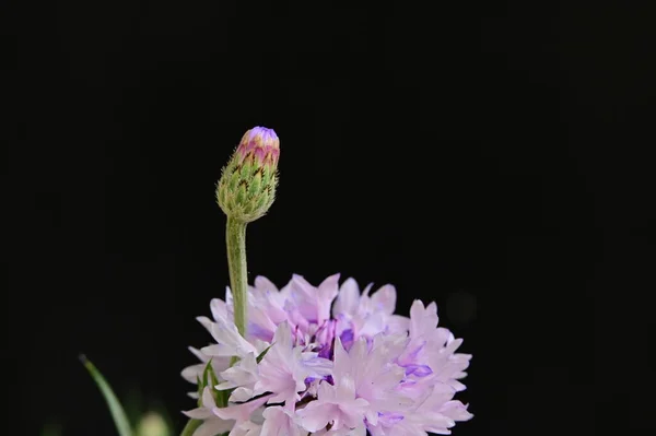 Piękny Jasny Kwiat Zbliżenie — Zdjęcie stockowe