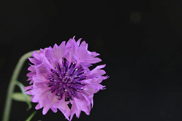 Hermosa Flor Brillante Primer Plano — Foto de Stock