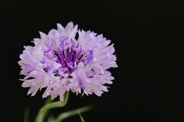 Красива Яскрава Квітка Крупним Планом — стокове фото