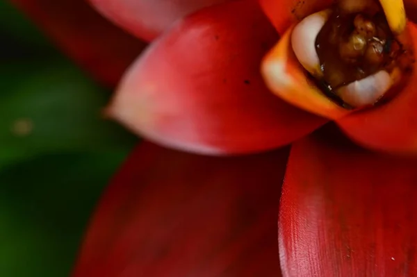 Bel Fiore Luminoso Giardino — Foto Stock