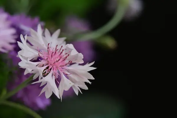 Beautiful Bright Flower Garden — Stock Photo, Image