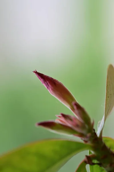 Красивий Ботанічний Дріб Природні Шпалери Бруньки — стокове фото