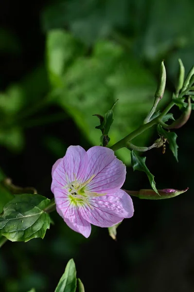 Piękny Jasny Kwiat Ogrodzie — Zdjęcie stockowe