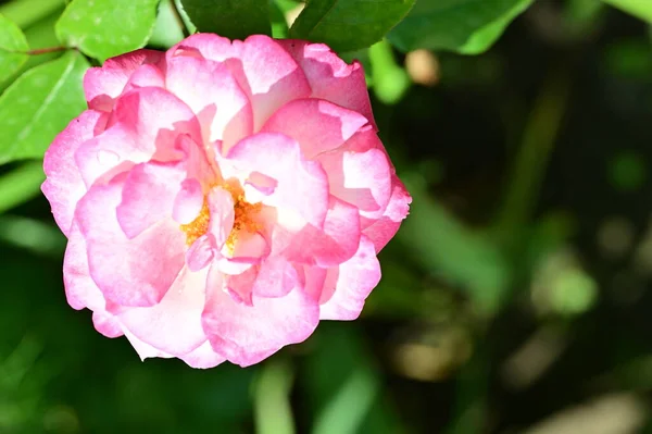 Rosas Bonitas Crescendo Jardim — Fotografia de Stock