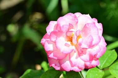 Bahçede yetişen güzel güller 