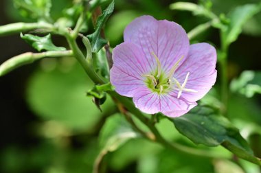 Bahçedeki güzel, parlak çiçek 