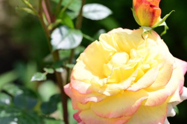 Bahçede yetişen güzel güller 