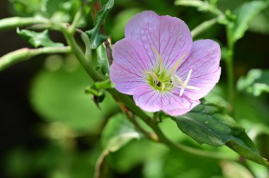 Bahçedeki güzel, parlak çiçek 