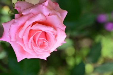 Bahçede yetişen güzel güller 