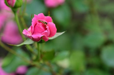 Bahçede yetişen güzel güller 