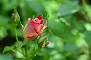 Bahçedeki güzel gül çiçekleri