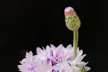 Güzel botanik fotoğrafı, doğal duvar kağıdı. Bahçedeki çiçek 