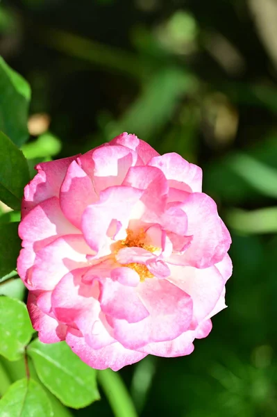 Schöne Rosen Die Garten Wachsen — Stockfoto