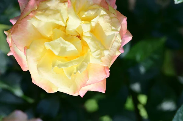Vackra Rosor Som Växer Trädgården — Stockfoto