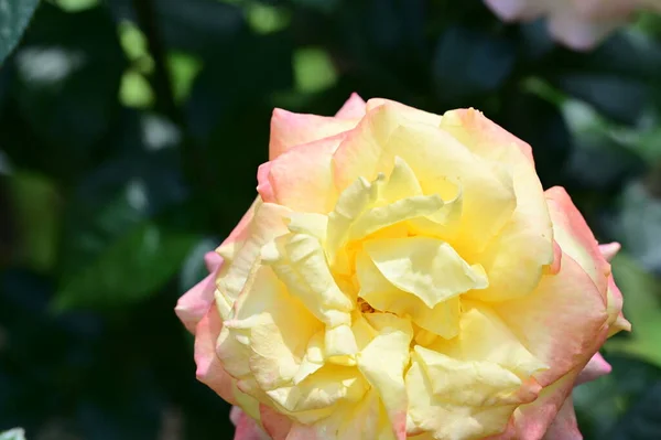 Krásné Růže Rostoucí Zahradě — Stock fotografie