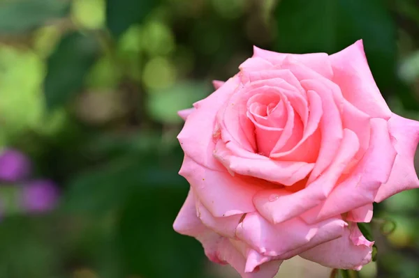 Όμορφα Τριαντάφυλλα Που Μεγαλώνουν Στον Κήπο — Φωτογραφία Αρχείου