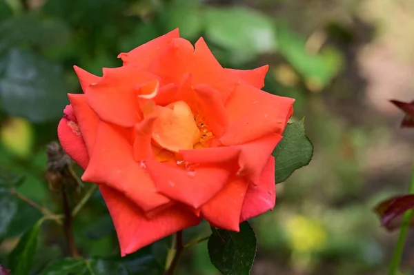 Gyönyörű Rózsák Nőnek Kertben — Stock Fotó