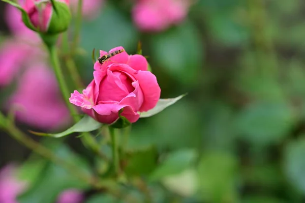 Piękne Róże Rosnące Ogrodzie — Zdjęcie stockowe