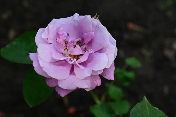 Hermosas Rosas Que Crecen Jardín —  Fotos de Stock