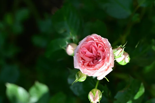 庭で育つ美しいバラ — ストック写真