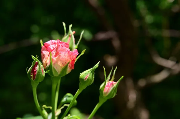 Krásný Botanický Záběr Přírodní Tapety Růže Zahradě — Stock fotografie
