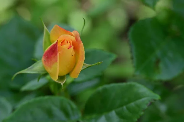 Rosas Bonitas Crescendo Jardim — Fotografia de Stock