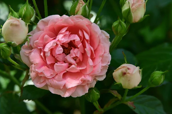 Schöne Botanische Aufnahme Natürliche Tapete Rosen Garten — Stockfoto