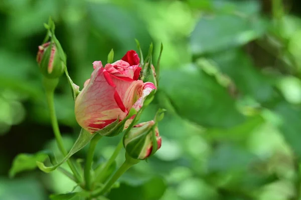 Όμορφα Λουλούδια Τριαντάφυλλο Στον Κήπο — Φωτογραφία Αρχείου