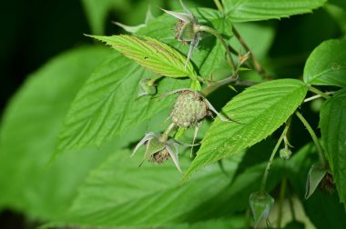 Yeşil yapraklı bir arının yakın plan çekimi.