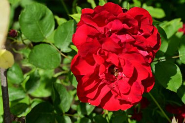 Güzel kırmızı çiçekler, çiçek konsepti...