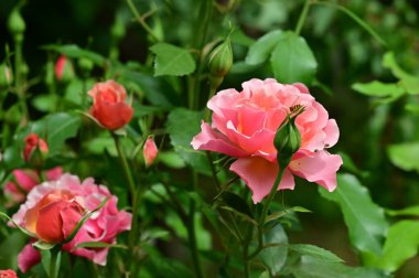 Bahçede yetişen güzel güller 