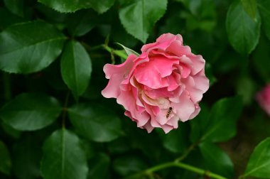 Bahçedeki güzel pembe güller