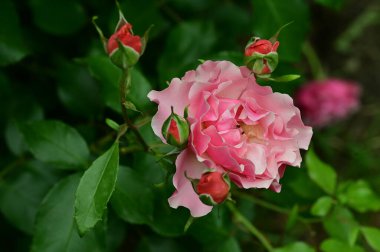 Bahçedeki güzel pembe güller