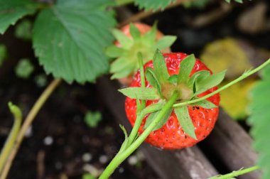 Bahçede taze çilekler yetişiyor.
