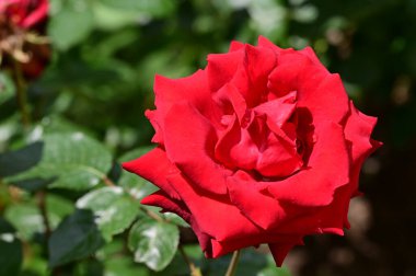 Bahçede yetişen güzel güller 