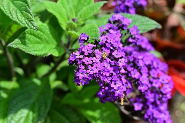 Pszczoły Piękne Purpurowe Kwiaty Ogrodzie — Zdjęcie stockowe