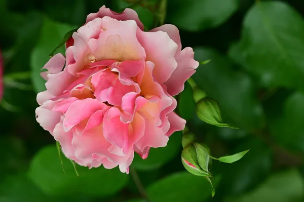 Hermosa Flor Brillante Jardín — Foto de Stock