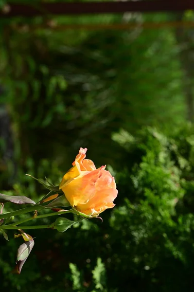 Hermosas Rosas Que Crecen Jardín — Foto de Stock