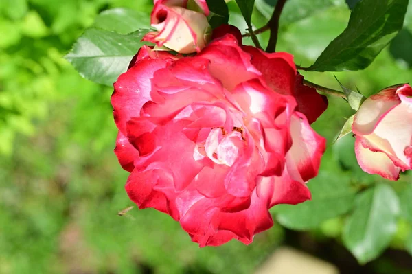 Bellissime Rose Che Crescono Sul Giardino — Foto Stock