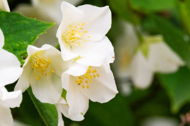 Bahçede büyüyen beyaz çiçekler