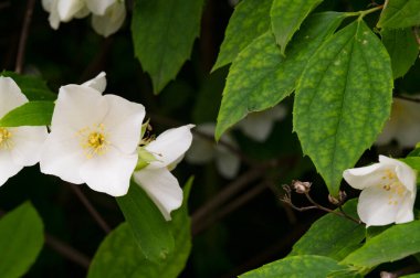 Bahçede büyüyen beyaz çiçekler