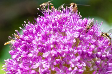 Güzel botanik fotoğrafı, doğal duvar kağıdı. Bahçedeki çiçek 