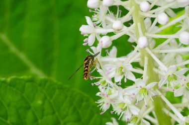 Bahçedeki beyaz çiçeklerdeki arılar 