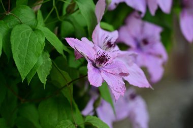 Güzel botanik fotoğrafı, doğal duvar kağıdı. Bahçedeki çiçekler 